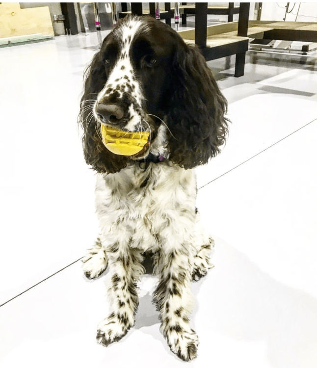 Industrial Dog Ball Rubber Chew Toy for Heavy Chewers | Yellow | USA Made