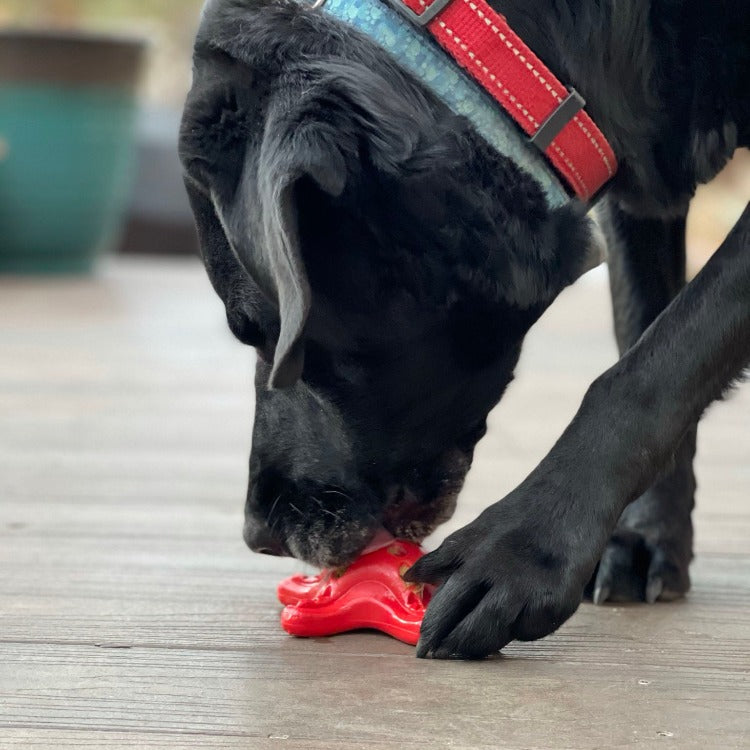 Starfish Nylon Dog Chew Toy for Aggressive Chewers | USA Made