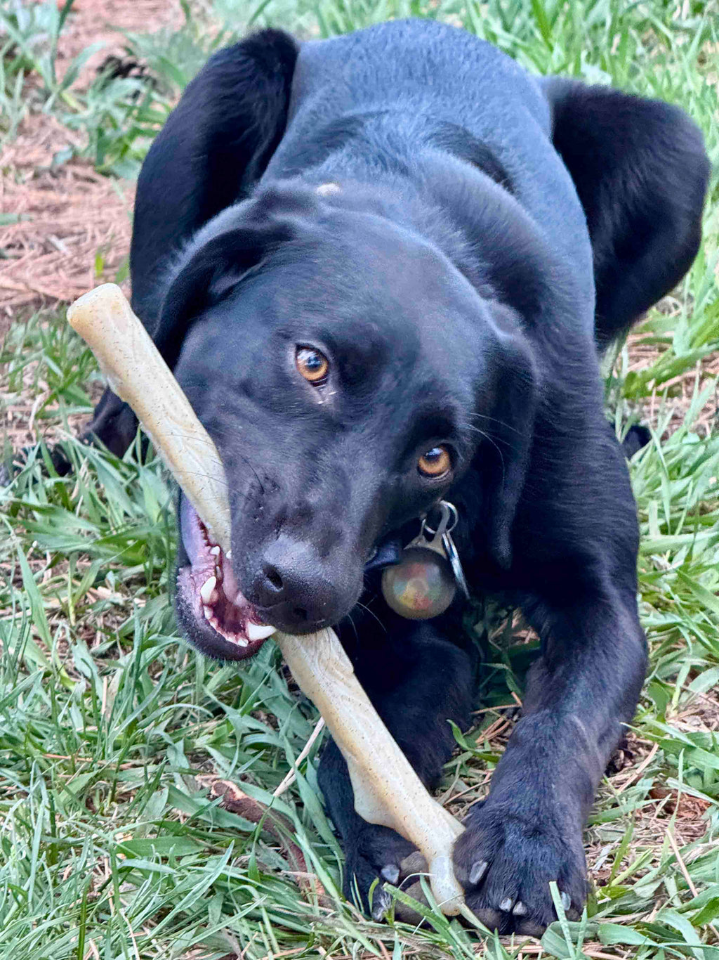 Durable Nylon Chew Stick for Power Chewers | Indestructible Dog Toy | USA Made