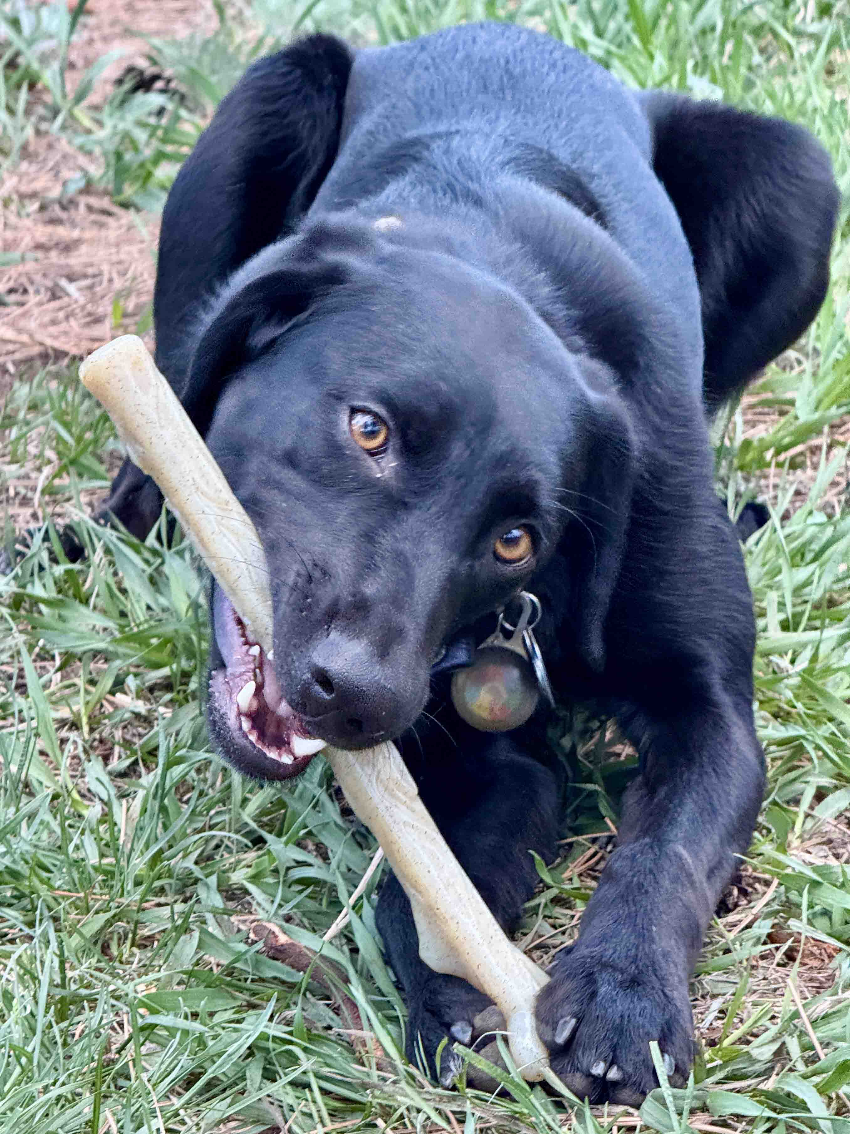 Durable Nylon Chew Stick for Power Chewers | Indestructible Dog Toy | USA Made