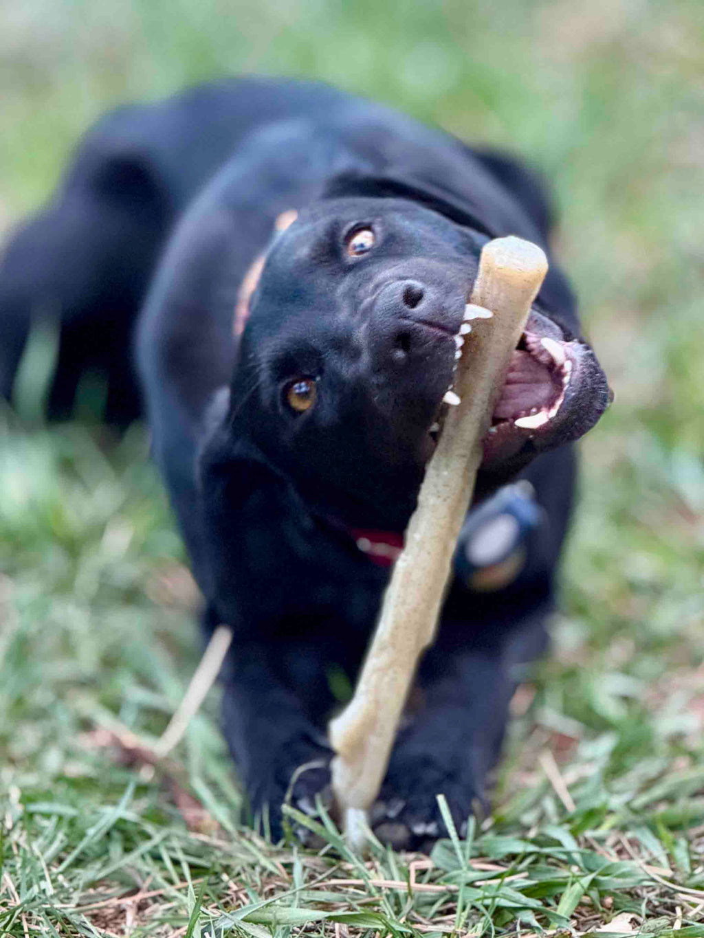 Durable Nylon Chew Stick for Power Chewers | Indestructible Dog Toy | USA Made
