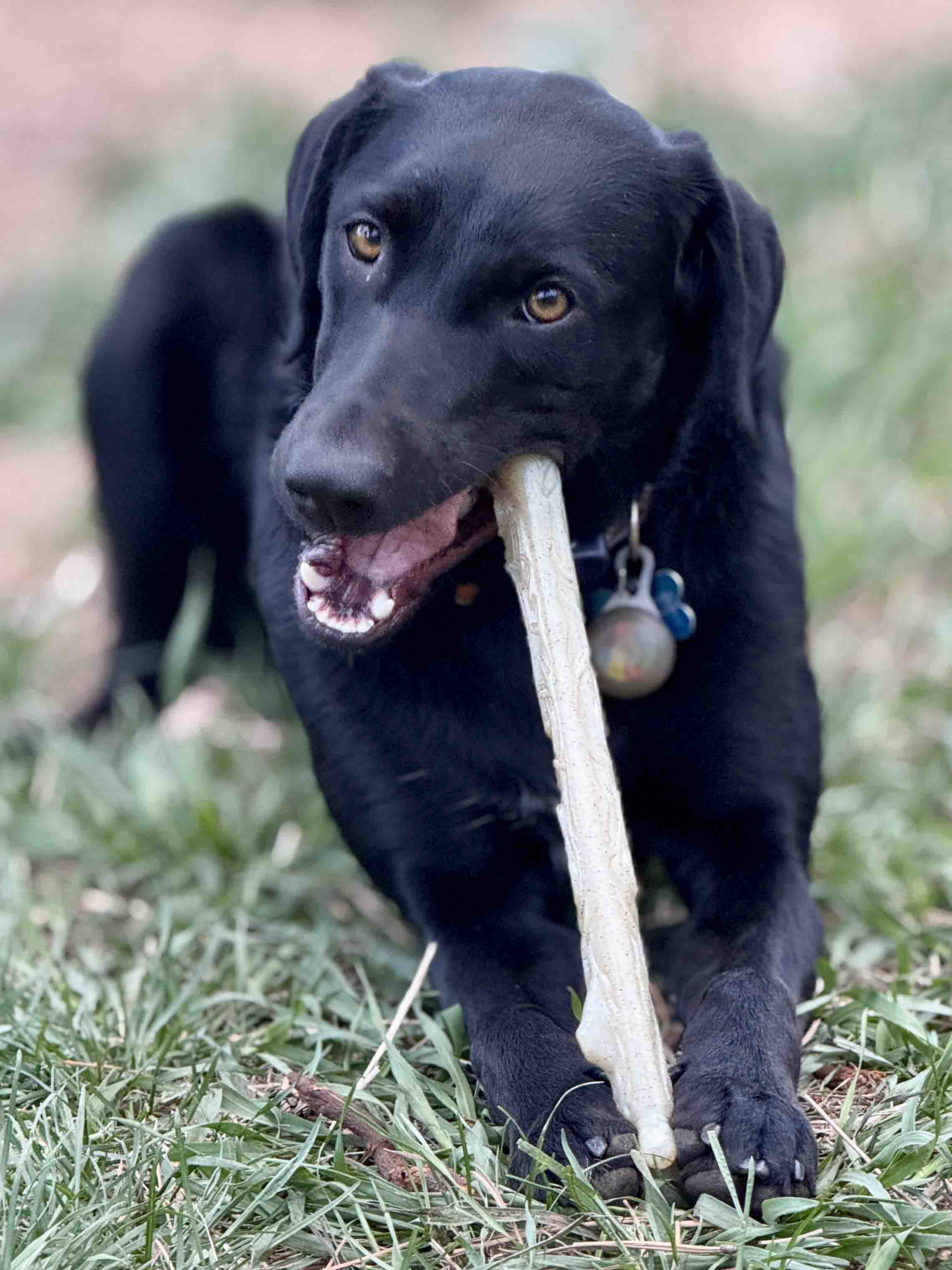Durable Nylon Chew Stick for Power Chewers | Indestructible Dog Toy | USA Made
