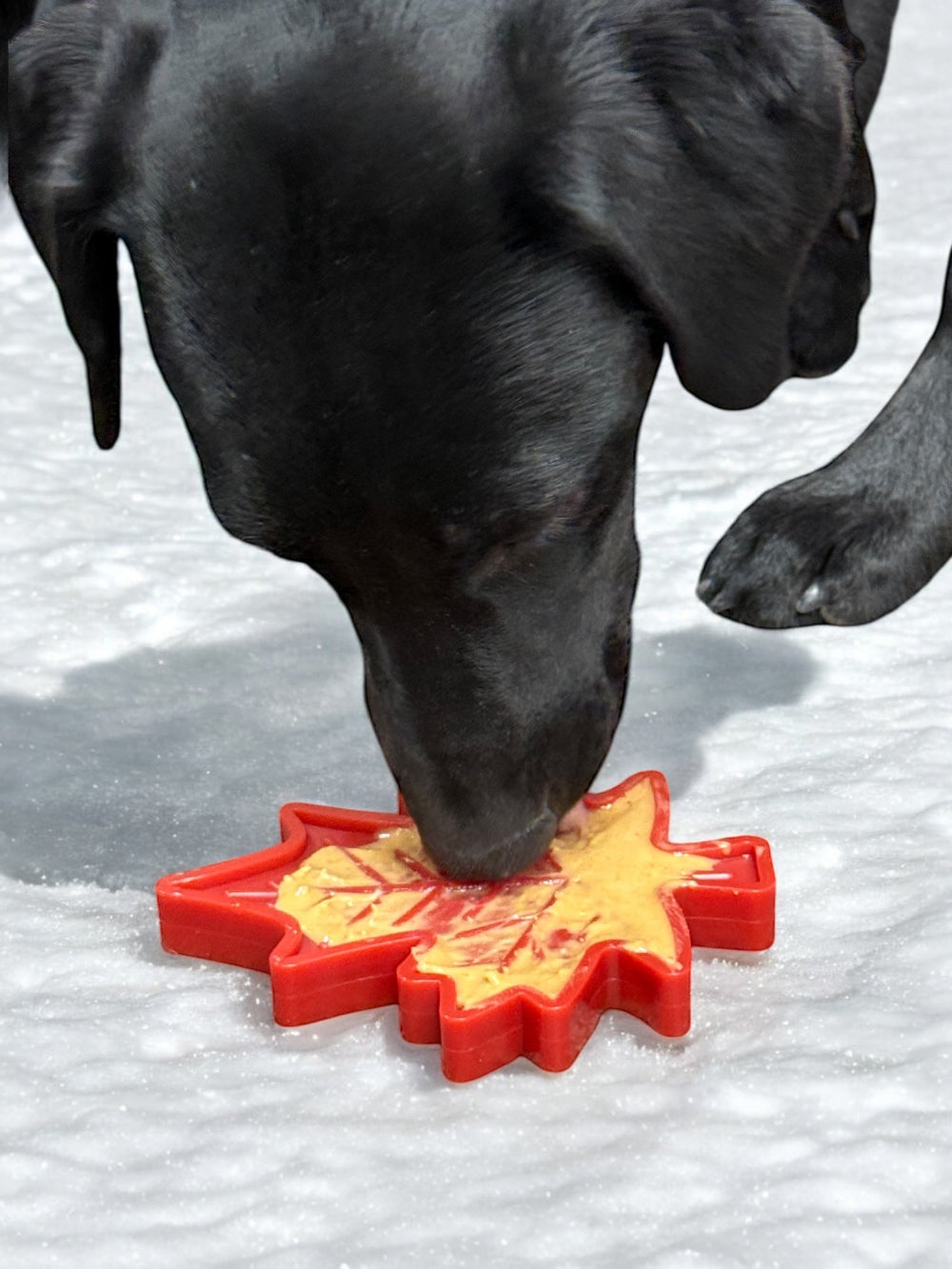 Canadian Maple Leaf Nylon Dog Chew Toy - Indestructible | USA Made