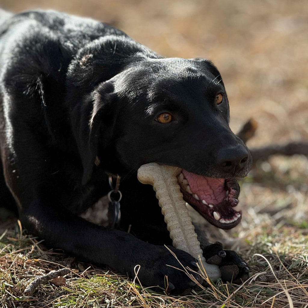 Tough Bone Nylon Chew Bone | Ultra-Durable Dog Toy for Aggressive Chewers | USA Made