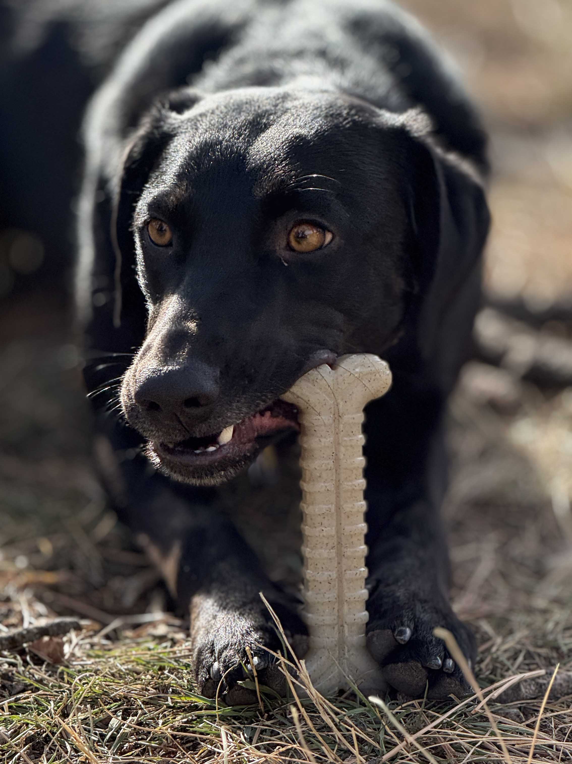 Tough Bone Nylon Chew Bone | Ultra-Durable Dog Toy for Aggressive Chewers | USA Made