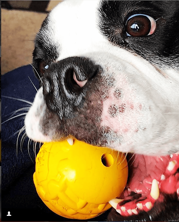 Industrial Dog Ball Rubber Chew Toy for Heavy Chewers | Yellow | USA Made
