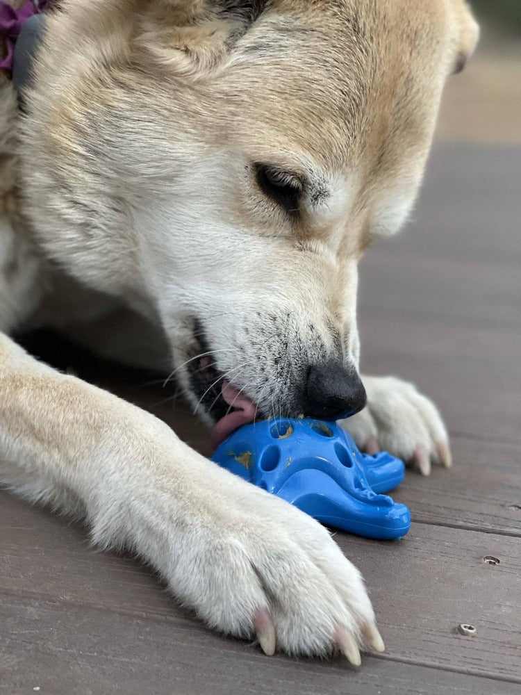 Starfish Nylon Dog Chew Toy for Aggressive Chewers | USA Made