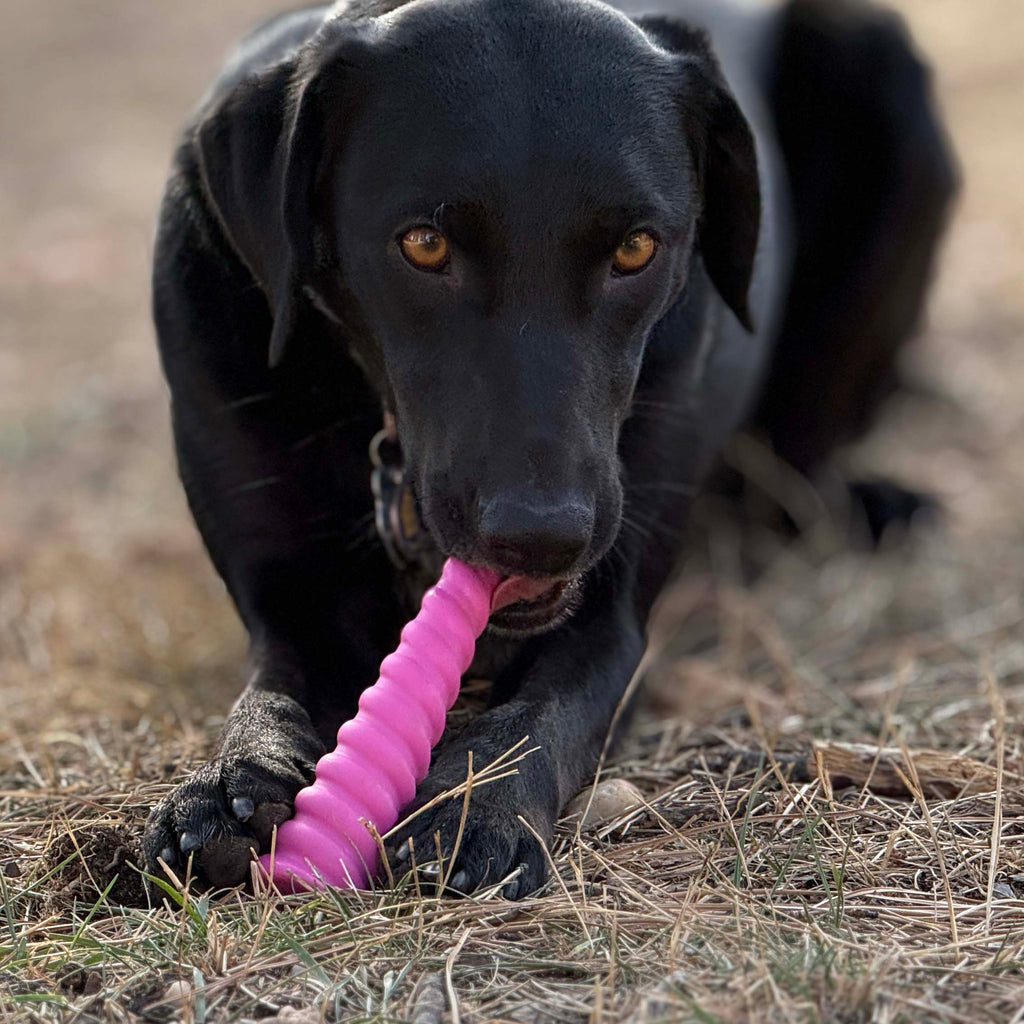 Unicorn Horn Nylon Dog Chew Toy | Durable for Aggressive Chewers | USA Made