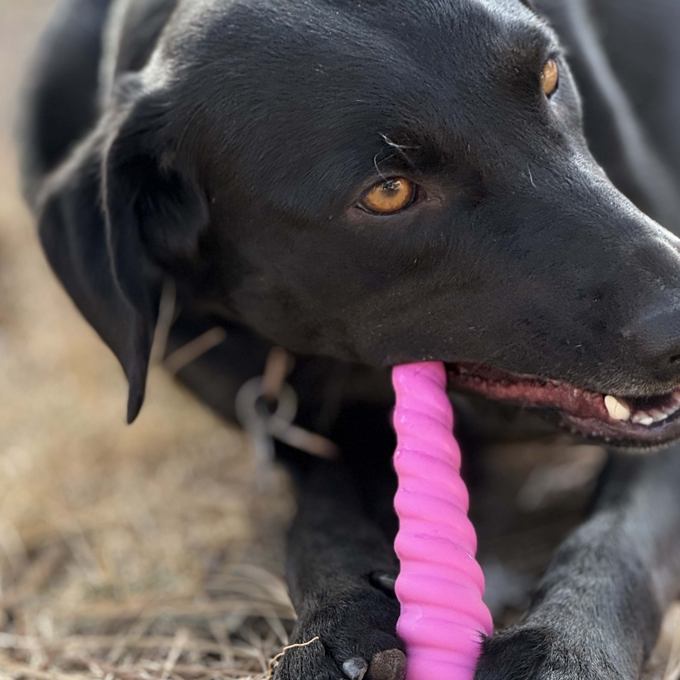 Unicorn Horn Nylon Dog Chew Toy | Durable for Aggressive Chewers | USA Made